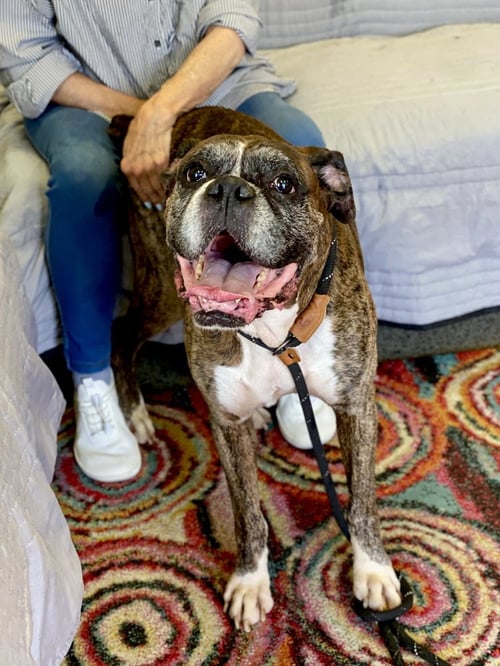 RUDD - Boxer available for adoption