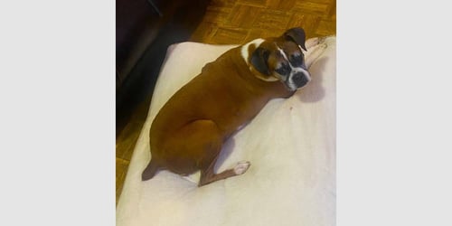 XENA - SILVER HEART - Boxer available for adoption