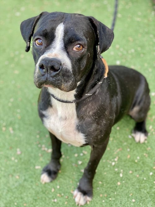PEELE - Boxer available for adoption