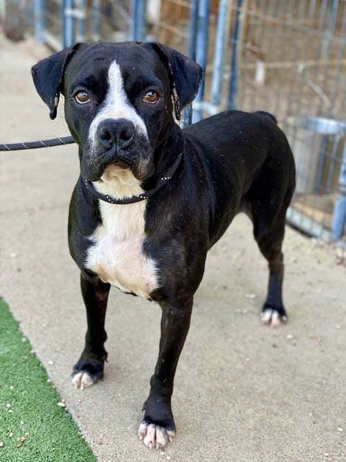 PEELE - Boxer available for adoption