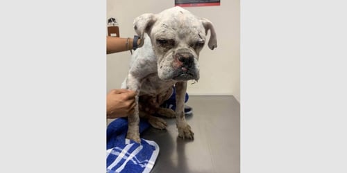GINGER ALE - Boxer available for adoption