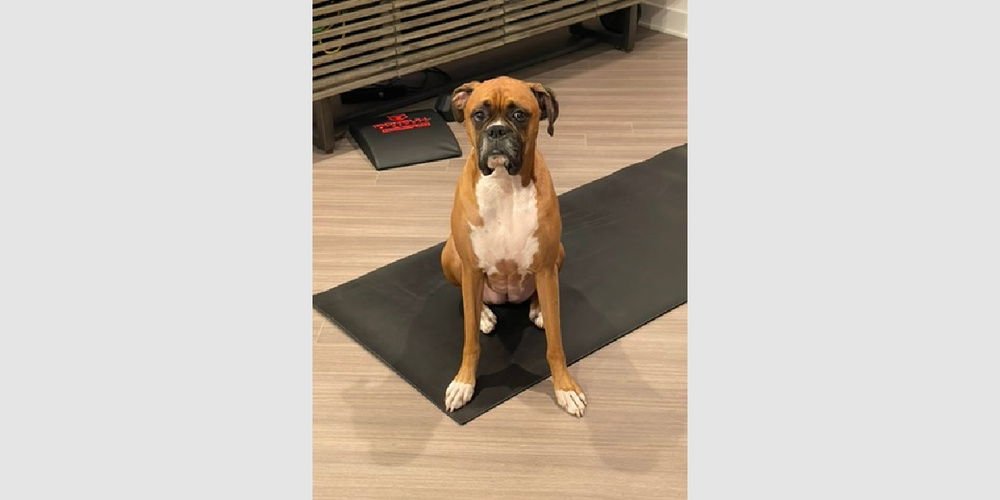 DUTCHESS II - ABR RETURN - Boxer available for adoption