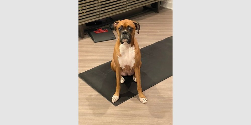 Dutchess II - ABR Return Image