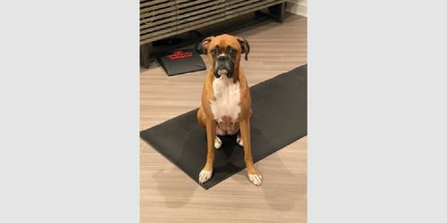 DUTCHESS II - ABR RETURN - Boxer available for adoption