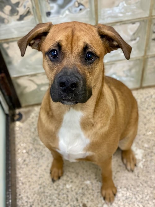LAREDO - AUSSIE PUPPY - Boxer available for adoption