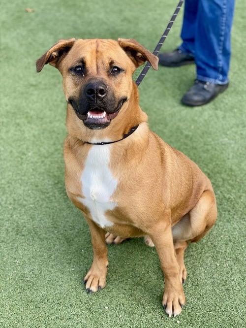 LAREDO - AUSSIE PUPPY - Boxer available for adoption