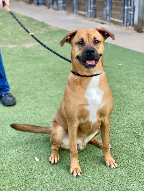 LAREDO - AUSSIE PUPPY - Boxer available for adoption