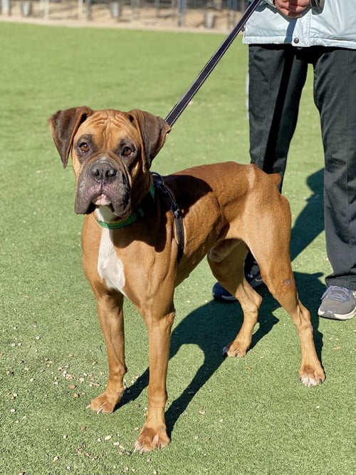 GOJO - Boxer available for adoption