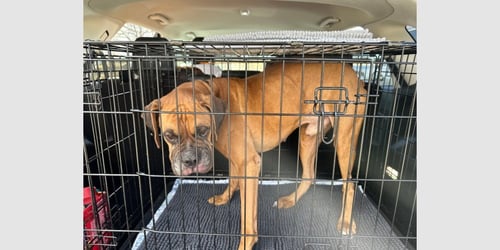 GOJO - Boxer available for adoption