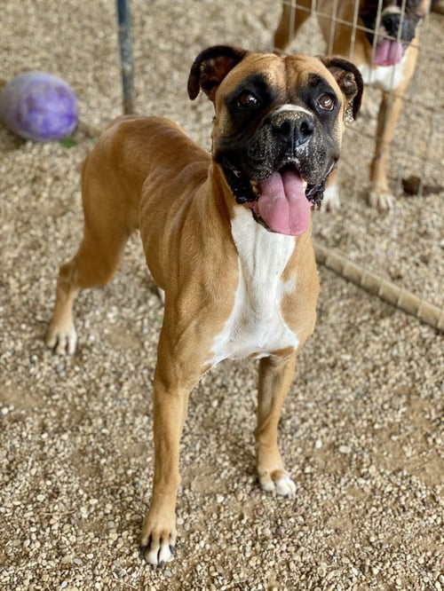 REILLY - Boxer available for adoption