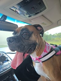 Reilly - Photo 4
