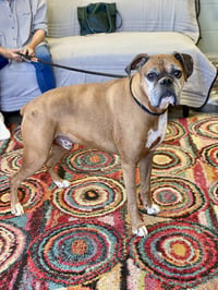 Chaucer - Photo 3