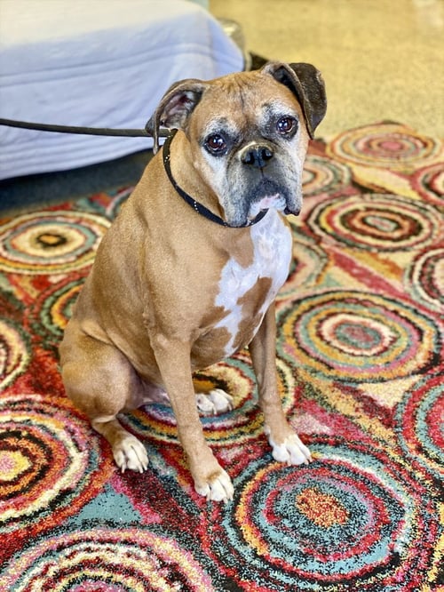 CHAUCER - Boxer available for adoption
