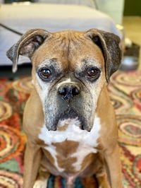 Chaucer - Photo 2