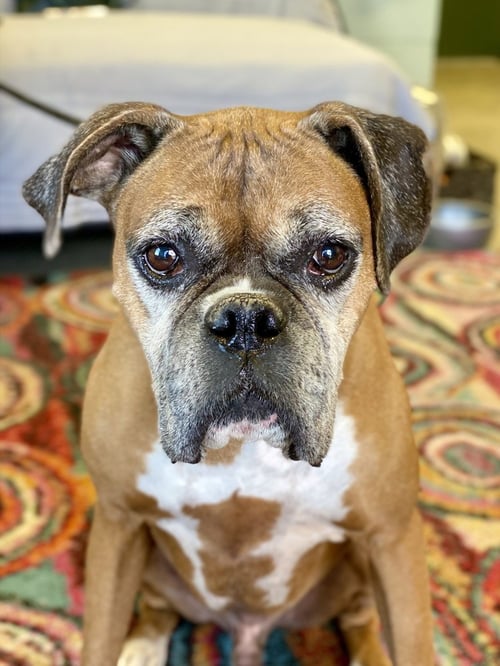 CHAUCER - Boxer available for adoption