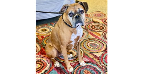 CHAUCER - Boxer available for adoption