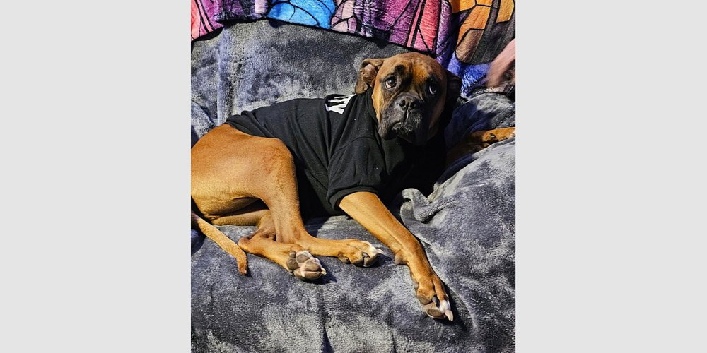 Lucy IX Image