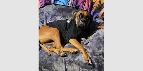 LUCY IX - Boxer available for adoption
