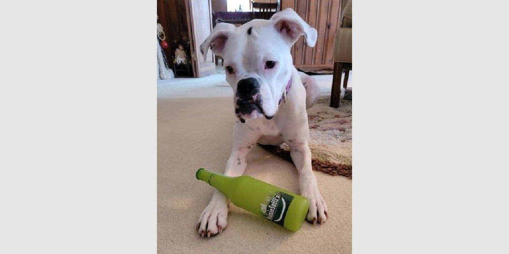 LUCY VIII - Boxer available for adoption