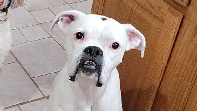 LUCY VIII - Boxer available for adoption