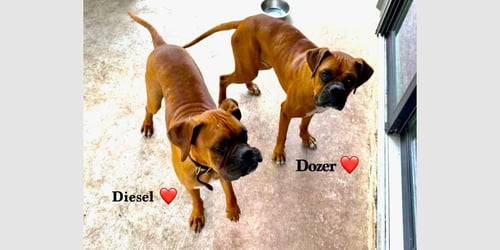 DIESEL X - Boxer available for adoption