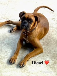 Diesel X - Photo 2