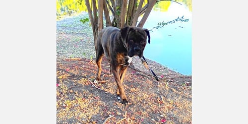 CHATO II - Boxer available for adoption