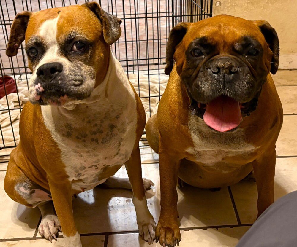 DEZI II - Boxer available for adoption