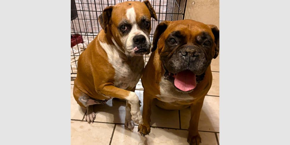 DEZI II - Boxer available for adoption