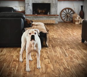 NOVA II - SILVER HEART - Boxer available for adoption