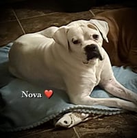 Nova II - Silver Heart - Photo 4