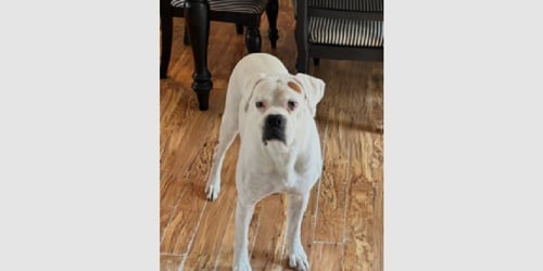 NOVA II - SILVER HEART - Boxer available for adoption