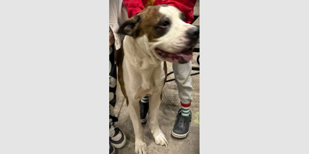 TIGER II - Boxer available for adoption