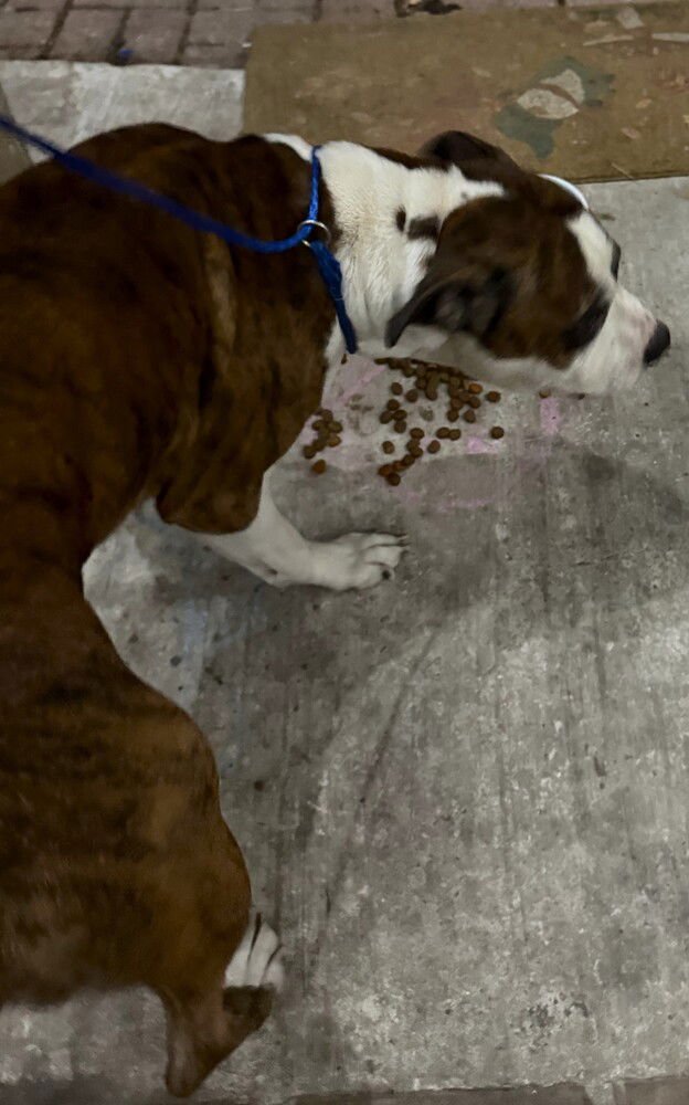 TIGER II - Boxer available for adoption