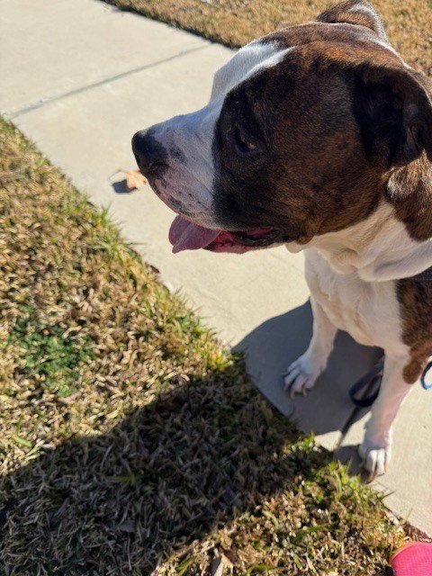 TIGER II - Boxer available for adoption