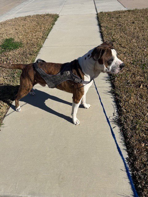 TIGER II - Boxer available for adoption