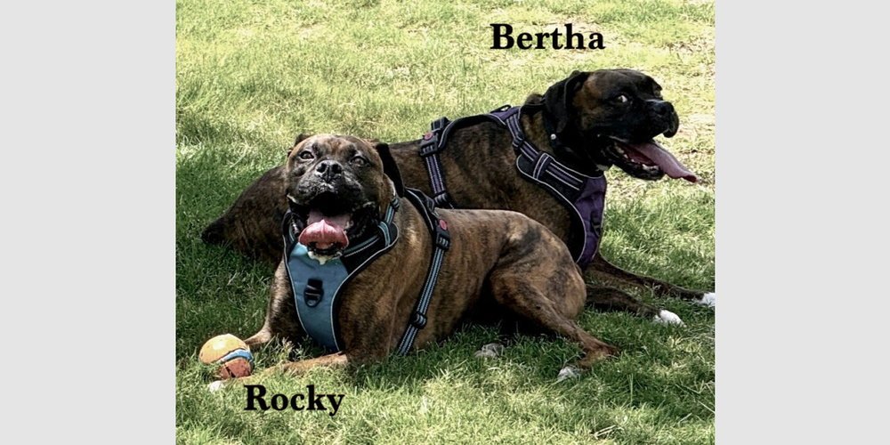 Rocky XIV Image