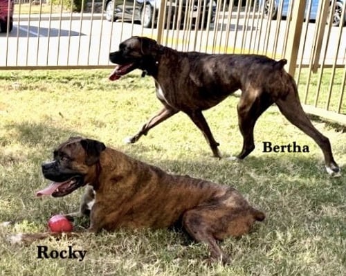 ROCKY XIV - Boxer available for adoption