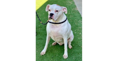 COSMO - Boxer available for adoption
