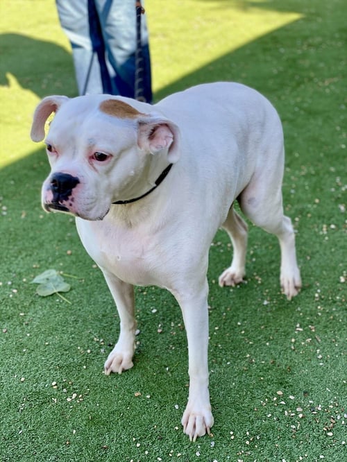 COSMO - Boxer available for adoption