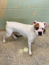 Tyson XII - Photo 2