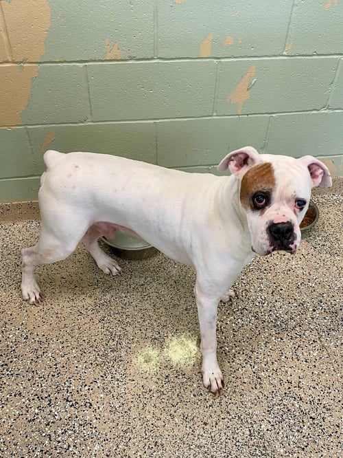 TYSON XII - Boxer available for adoption
