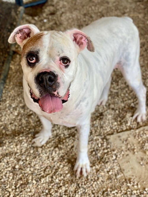 TYSON XII - Boxer available for adoption
