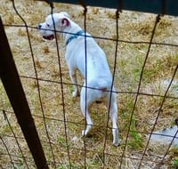 Tyson XII - Photo 4