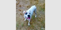 Tyson XII - Photo 3