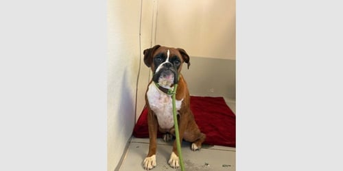MILLER - Boxer available for adoption