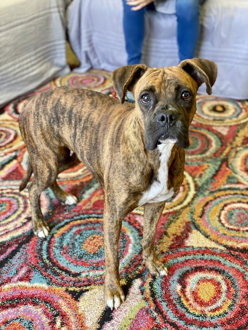 TEAGUE - Boxer available for adoption