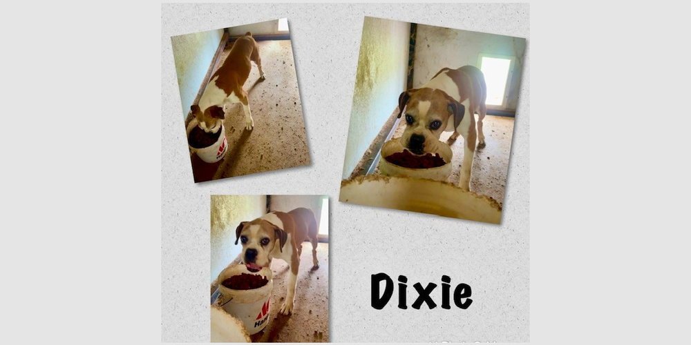 Dixie III Image