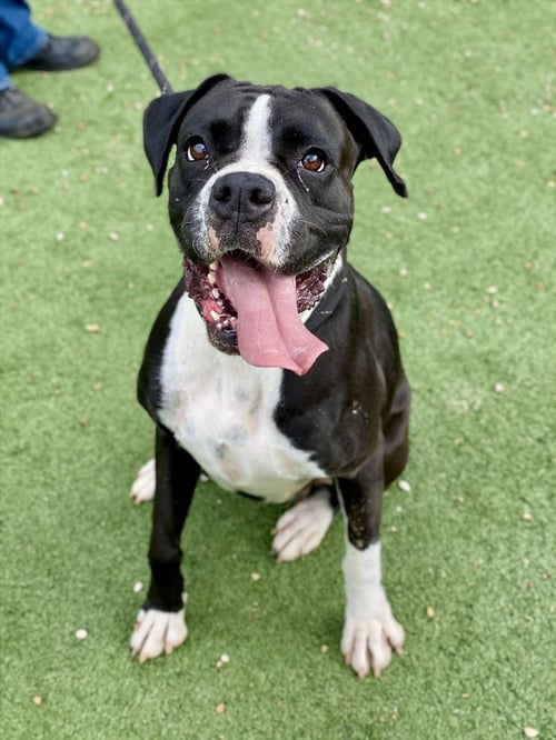CHERRY COLA - Boxer available for adoption