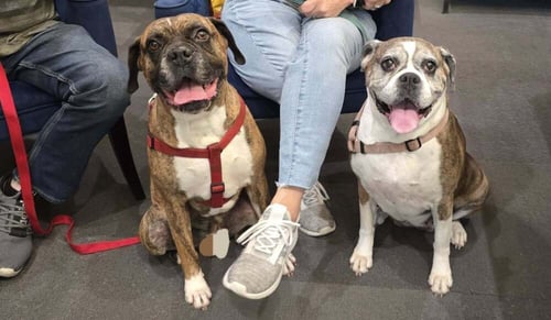 BRUNO VII - Boxer available for adoption